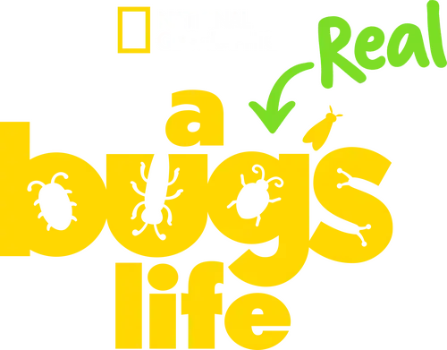 A Real Bug's Life