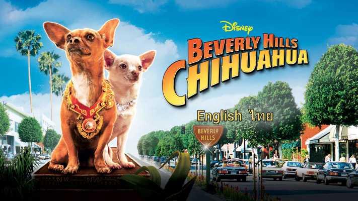 Những Chú Chó Chihuahua